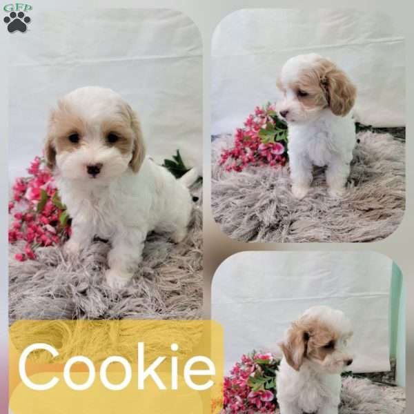 cookie, Maltipoo Puppy
